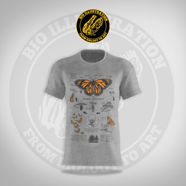 Monarch Butterfly